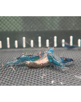 Blue Dream lot 10 et 1 gratuit taille 1 a 1.4 cm