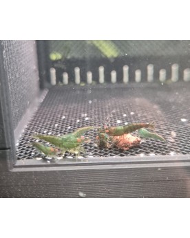 Crevettes sur Photo - G1 - Green Jade Oe Mid - 10+1 (vidéo en desc.)