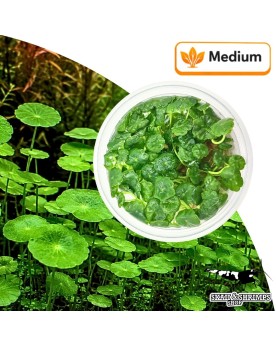 Hydrocotyle verticillata In Vitro Pot Skaii, avant milieu