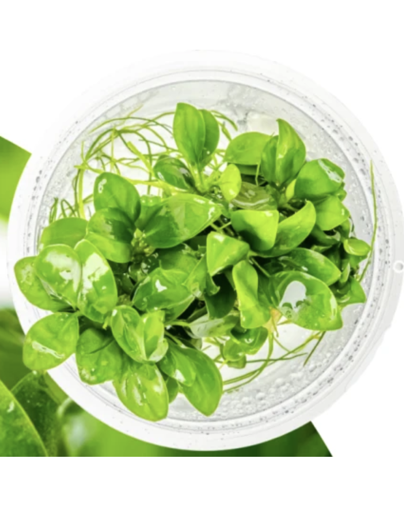 Une Plante In Vitro