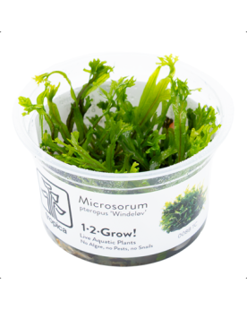 Microsoru pteropus Windelov - 1-2 Grow!