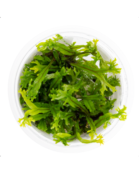 Microsoru pteropus Windelov - 1-2 Grow!