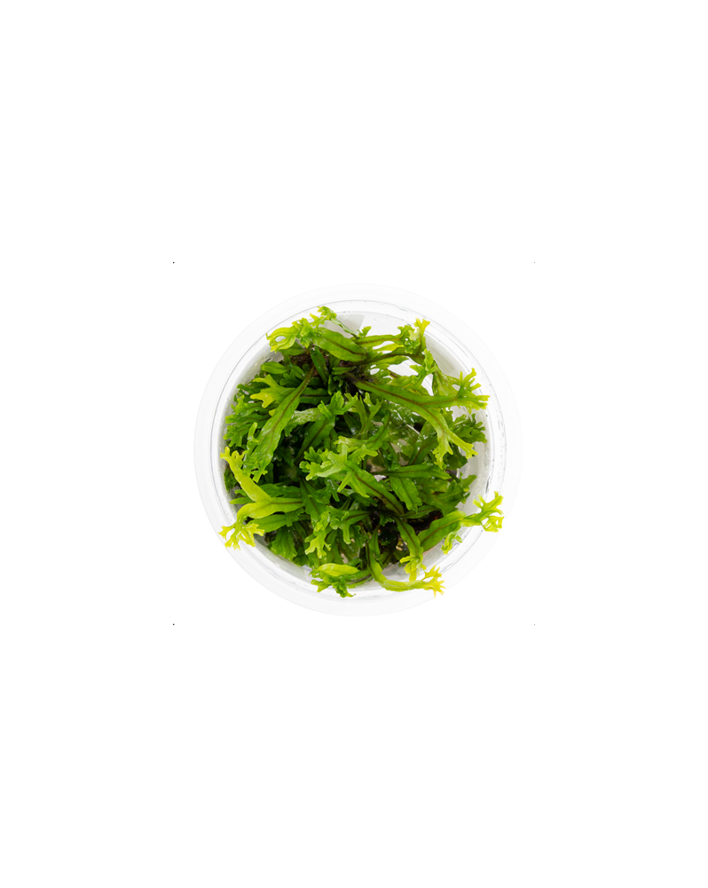 Microsoru pteropus Windelov - 1-2 Grow!