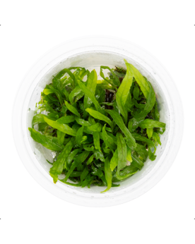 Microsoru pteropus Narrow - 1-2 Grow!