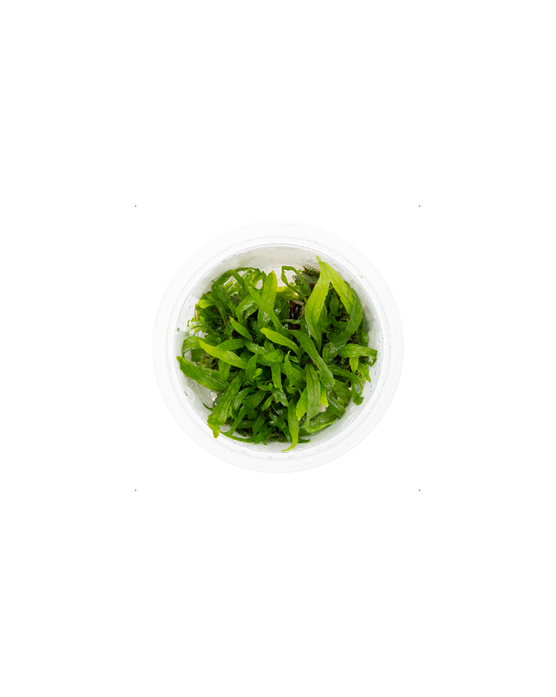 Microsoru pteropus Narrow - 1-2 Grow!