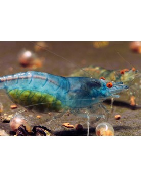 Blue Jelly Orange Eyes - crevette 1-1.5 cm, souche stable