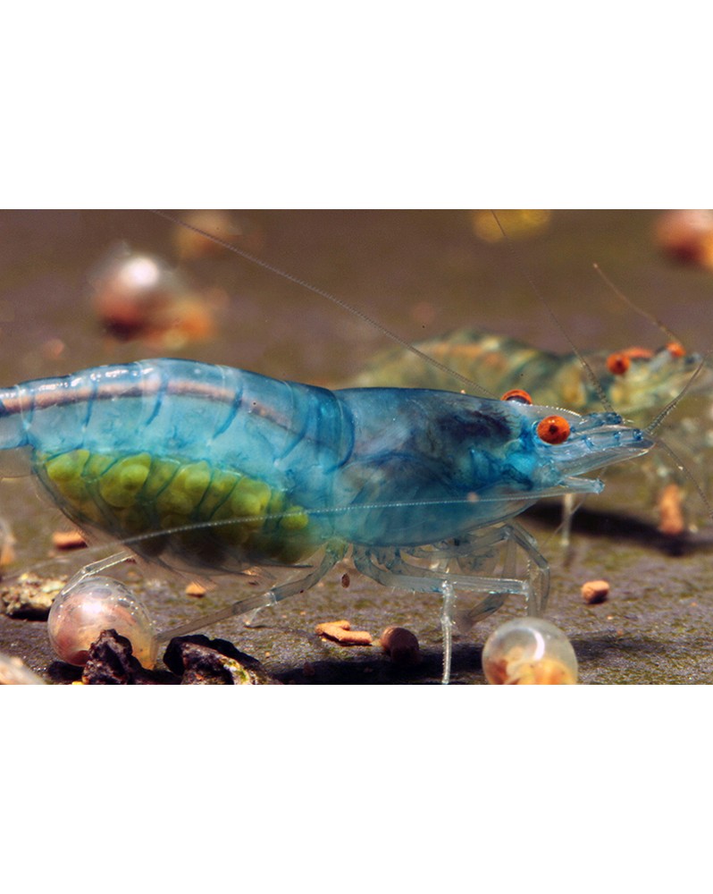 Blue Jelly Orange Eyes - crevette 1-1.5 cm, souche stable