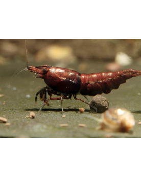 Crevettes Onyx Red - brun fonce, reflets rouges, adultes colorees