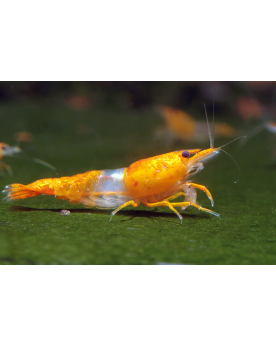 Rili orange - tete et queue orange corps transparent