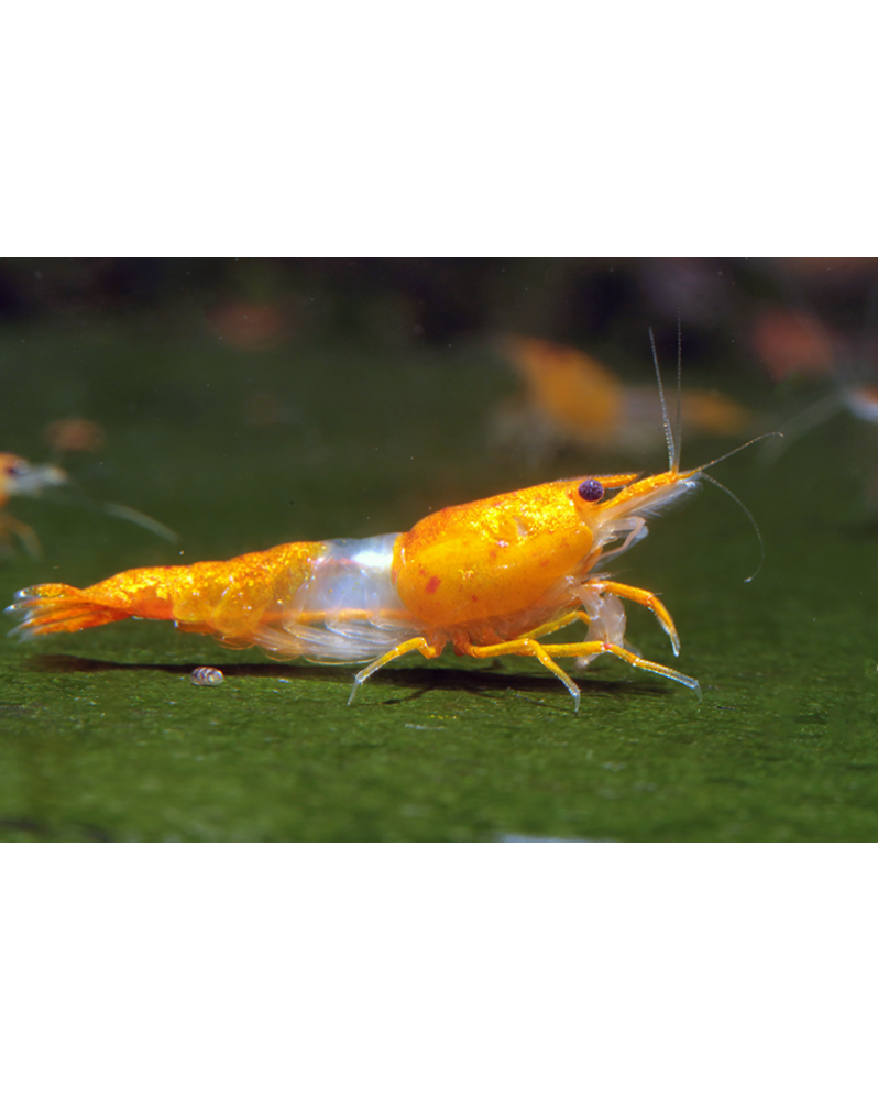 Rili orange - tete et queue orange corps transparent