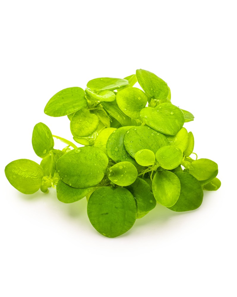 Plante flotteuse sud americaine, feuilles 1-3 cm