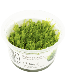 Solenostoma tetragonum  Pearl Moss -  1-2 Grow!