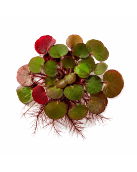Phyllanthus Fluitans  - Portion 6 pcs