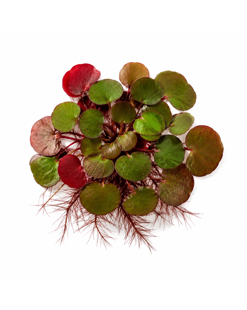 Phyllanthus fluitans plante flottante Amerique tropicale