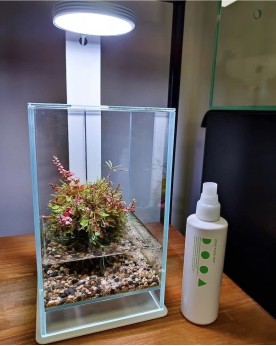 quarium Air By Skaii 20x20x30cm en situation wabi kusa plantes émergées
