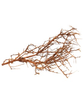 Drifwood "Branch" max 30cm Drifwood "Branch" max 30cm