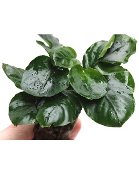Anubias Coin Leaf Anubias Coin Leaf