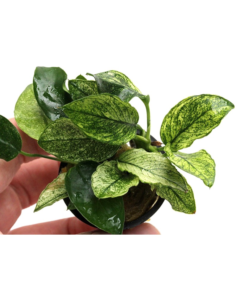 Anubias nana Pinto