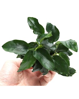 Anubias Nana