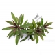 Pogostemon stellatus "Broad Leaf"  - Plant It!