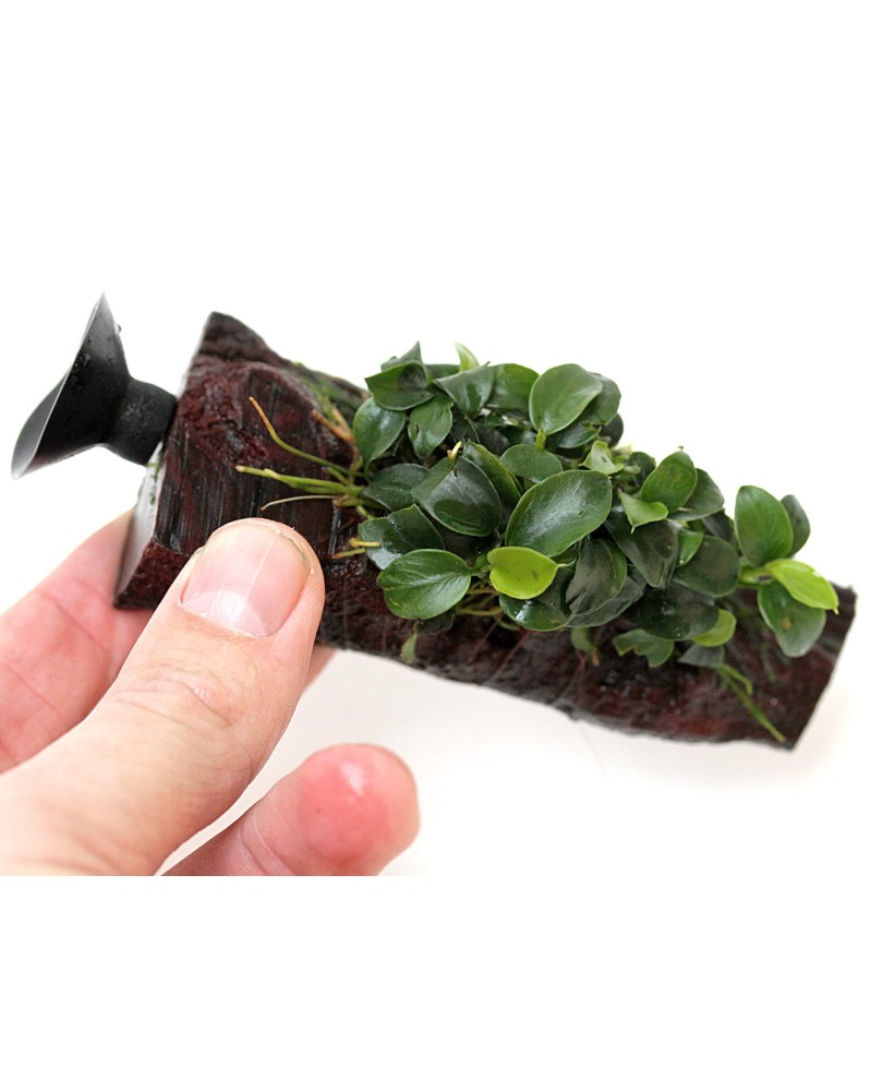 Anubias Bonsai sur racine Nano à ventouse