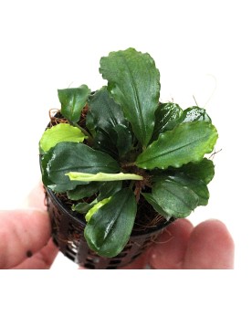 Bucephalandra "Broad Wavy"