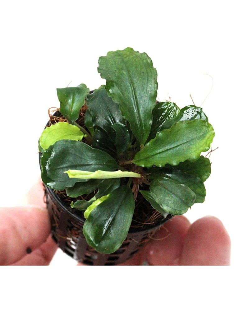 Bucephalandra "Broad Wavy"