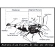 Poster "Anatomie d'une crevette"