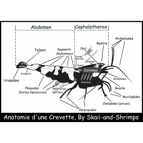 Poster "Anatomie d'une crevette"
