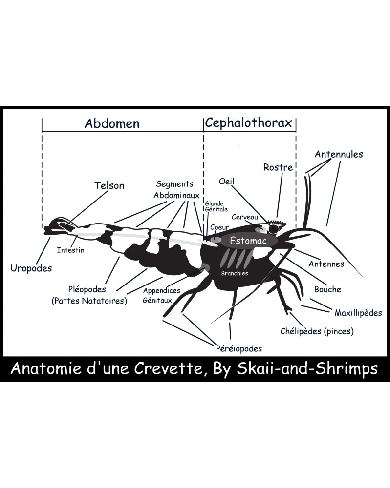 Poster "Anatomie d'une crevette"