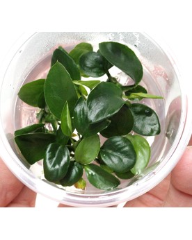 Anubias sp. "Nangi" - In Vitro!