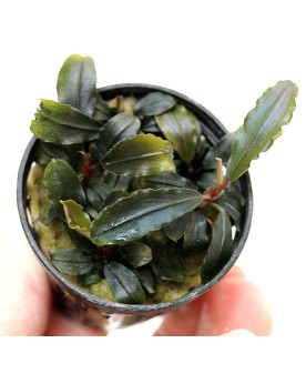 Bucephalandra sp "lamandau purple" Bucephalandra sp "lamandau purple"