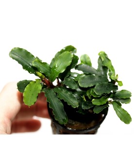 Bucephalandra f. motleyana "Sintang"