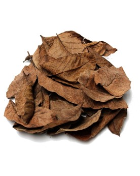 Feuilles de Noyer Brunes Feuilles de Noyer Brunes