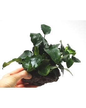 Anubias nana sur roche