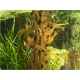 Shrimp Lollies Moringa (8 pcs)