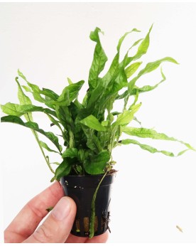 Microsorum pteropus "Petit"