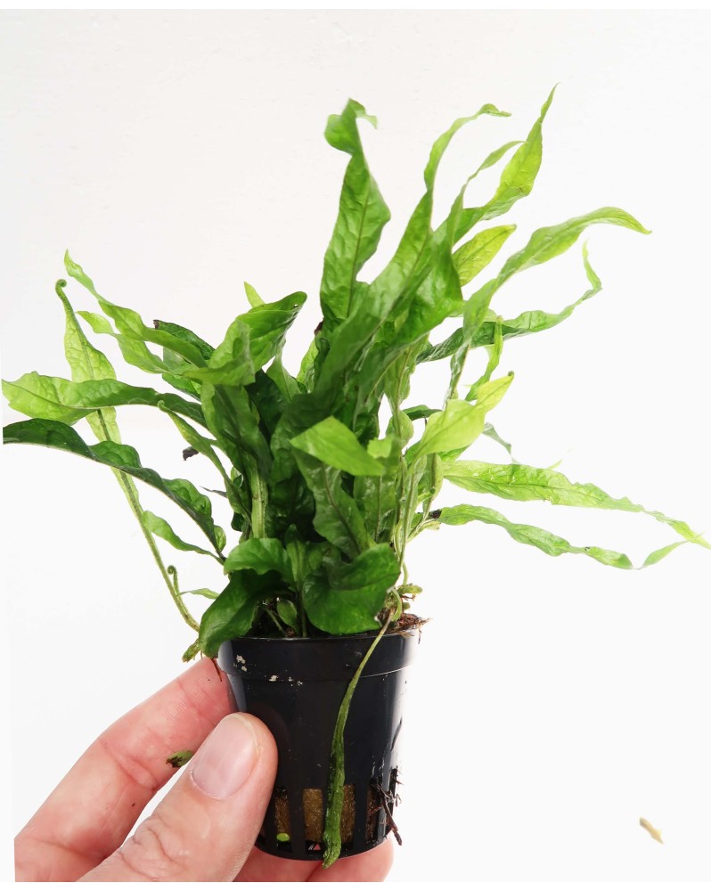 Microsorum pteropus "Petit"