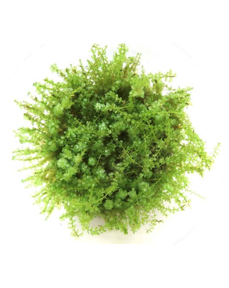 Mini Pearl Moss  In Vitro