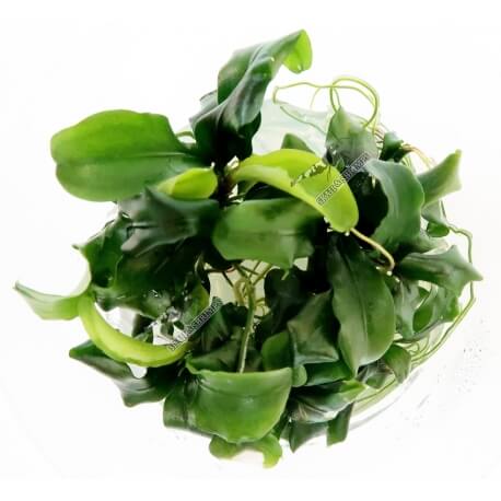 Bucephalandra "Wavy Green" in Vitro