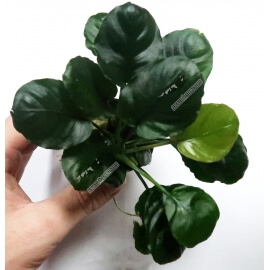 Anubias "Golden Coin" Limited Edition