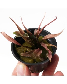 Cryptocoryne var. « flamingo »  en pot