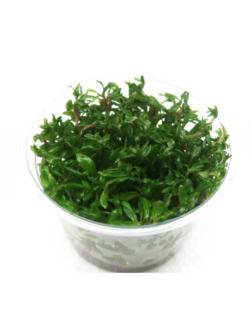 Limnophila sp. "Vietnam" in Vitro! Limnophila sp. "Vietnam" in Vitro!