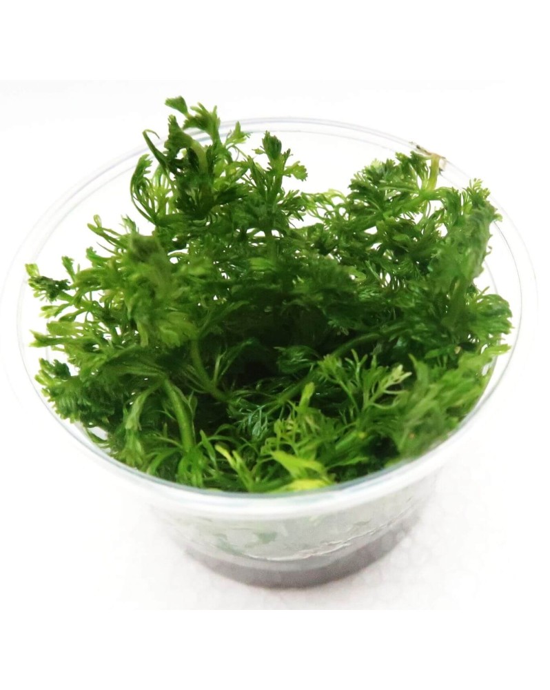 Limnophila sp. "Aquatica" in Vitro! Limnophila sp. "Aquatica" in Vitro!