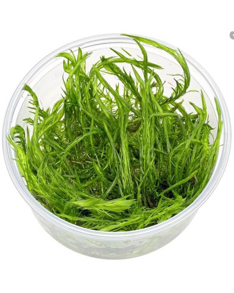 Mayaca fluviatilis Mayaca fluviatilis
