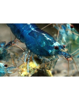 Poster A5 "Trifasciata Blue"