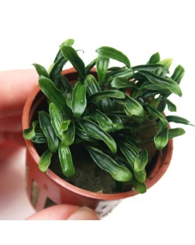 Anubias "Needle Leaf" -  Limited Edition