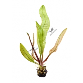 Apogoneton madagascariensis - Limited Edition - 1-2 Grow