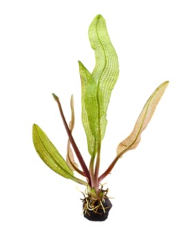 Apogoneton madagascariensis - Limited Edition - 1-2 Grow