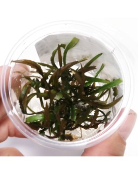 Cryptocoryne spiralis "Tiger" In Vitro